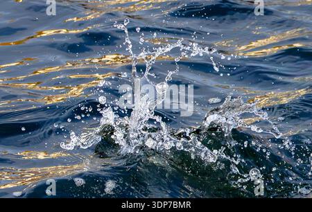A dynamic water splash captured in mid‑motion, with droplets and arcs highlighted by golden reflections on the dark surface. Stock Photo