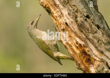 grey-headed woodpecker, Picus canus, single adult perched on tree trunk, Ultima Frontiera, Romania Stock Photo