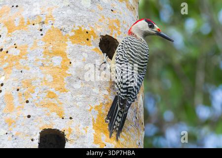 West Indian woodpecker, Melanerpes superciliaris, single adult perched on tree trunk outside nest hole, Zapata, Cuba Stock Photo