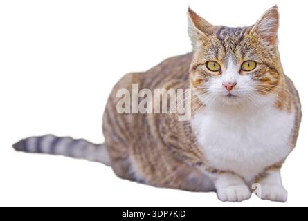 Tabby Cat Lying and Looking at Camera on White Stock Photo