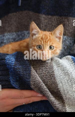Cute ginger kitten wrapped in cozy blanket looking at camera. Warm home atmosphere, adorable domestic pet portrait. Stock Photo