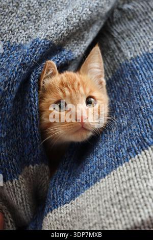 Adorable ginger kitten peeking from warm blanket. Cozy home pet portrait, comfort and cuteness concept. Stock Photo