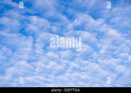 Delicate altocumulus clouds drifting gracefully across a vast, luminous blue sky. Stock Photo