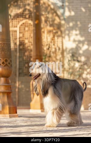 Side view of Afghan hound near historic oriental wall, elegant long-haired dog in warm sunlight with architectural background. Stock Photo