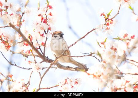 Male house sparrow Passer domesticus perching on a blooming fruit tree branch with white flowers against a bright spring sky Stock Photo