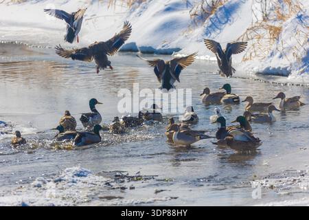 A mixed flock of ducks play about in a a snowy creek. There are mallards and pintails present. Some of the mallards are landing into the flock. Stock Photo
