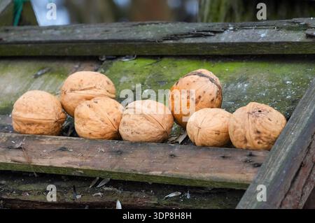 Walnuts in a row on a wooden bench in the garden. Stock Photo