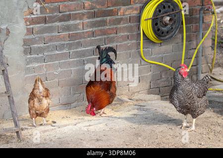 A colorful rooster and two hens peck grain on a dusty backyard farmyard beside a weathered brick wall and yellow hose reel, conveying rural life, poul Stock Photo