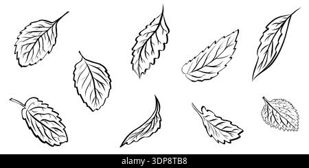Minimalist hand drawn botanical line art of mint or rosemary leaves. Black outline vector icon for herbal tea labels, organic cosmetics, food packaging and medical design. Stock Vector