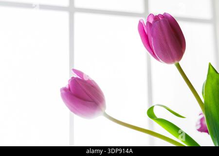 Pink Tulips by the Window With Light Shining Through on a Bright Day Stock Photo