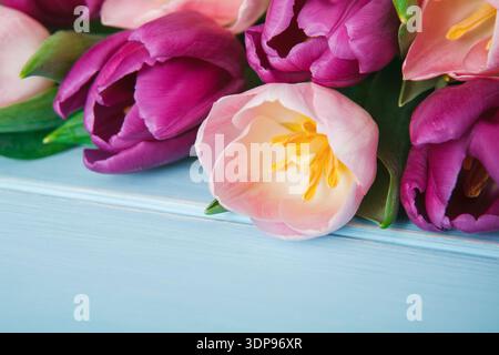 Colorful Tulips on a Blue Table With Soft Lighting During Springtime Stock Photo