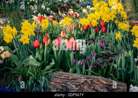 Mixed spring garden display with yellow daffodils, red and purple tulips, Hamilton, Ontario. Stock Photo