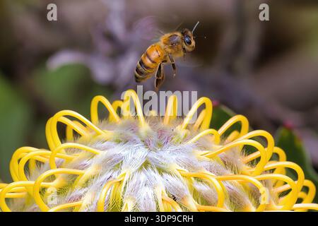Honey bee flying off a beautiful unique yellow flower. Stock Photo