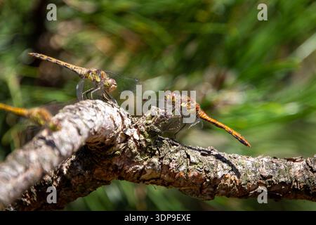 Three dragonflies on a tree branch Stock Photo