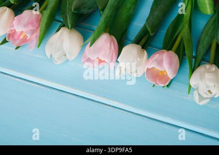 Colorful Tulips Arranged on a Blue Wooden Surface for Spring Decoration in a Bright Setting Stock Photo
