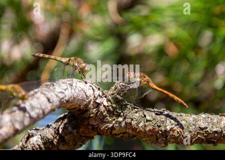 Three dragonflies on a tree branch Stock Photo