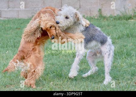 Two dogs playing together on a grassy lawn, standing on their hind legs in a playful embrace. A lively and affectionate moment that captures canine in Stock Photo