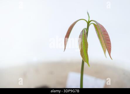 Young Mango Plant with New Leaves - Tropical Seedling Indoors. Stock Photo