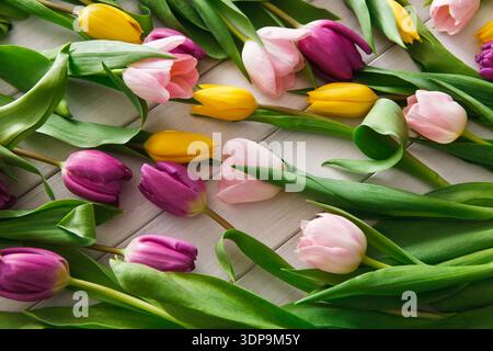 Fresh Tulips Scattered on a Wooden Surface in Bright Colors During Springtime Stock Photo