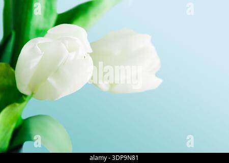 White Tulips in Soft Blue Background With Green Leaves in a Simple Arrangement Stock Photo
