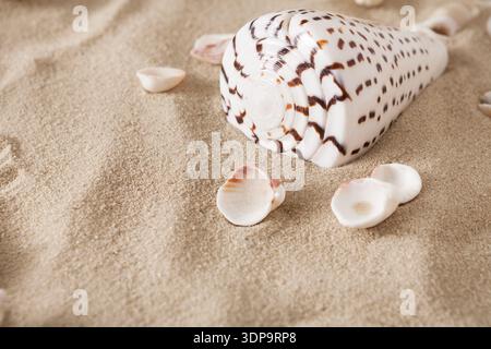 Sea beach sand and seashells background, natural seashore Stock Photo