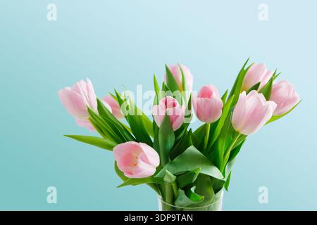Pink Tulips in a Glass Vase With Green Leaves on a Light Blue Background Stock Photo