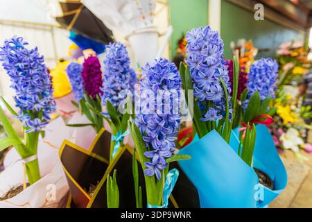 Several blooming hyacinths wrapped in colorful paper, ready for sale as gift plants in a flower shop. Stock Photo