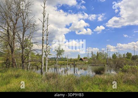 A swamp area with dead trees, grasses and a reflection in the water under a cloudy blue sky, Pfrunger-Burgweiler Ried, Wilhelmsdorf, Ravensburg distri Stock Photo