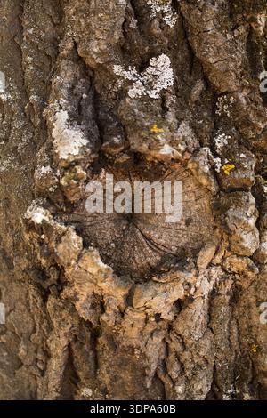 Texture shot of brown tree bark, filling Stock Photo