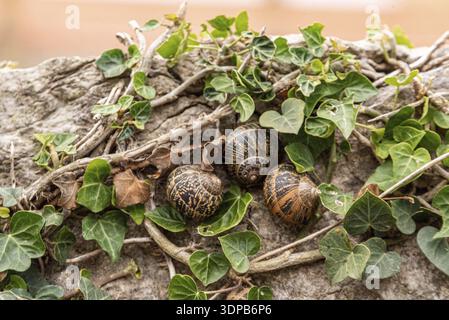 Three snails nestled among green ivy leaves on a textured stone, showcasing a peaceful natural setting and intricate shell patterns in a serene outdoo Stock Photo