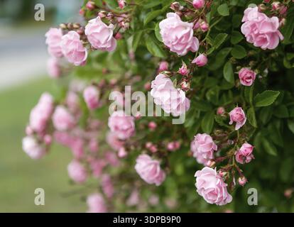 Rose flower on background blurry pink roses flower in the garden of roses Stock Photo