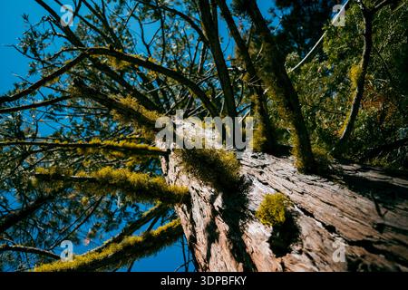 View looking straight up the trunk of a weathered tree in a California forest Stock Photo