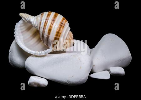 A macro studio photograph featuring a brown and white striped Tonna sulcosa shell resting on clean white pebbles against a solid black background Stock Photo