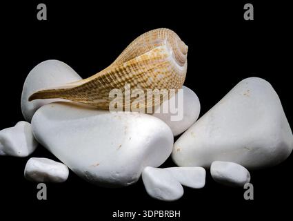 Macro studio shot of a patterned Fig Shell (Ficus ficus) resting on white pebbles against a black background, emphasizing its delicate shape and natur Stock Photo