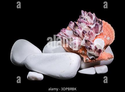 A stunning macro shot of an orange scallop shell encrusted with purple barnacles, artfully balanced on smooth white pebbles against a stark black back Stock Photo