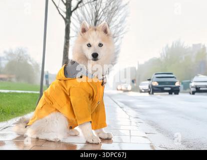 pomsky and raincoat in a city background Stock Photo