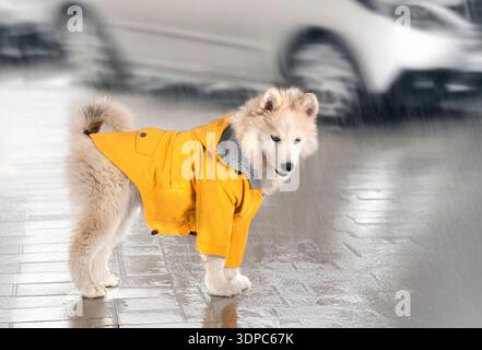 picture of a pomsky in front of city background Stock Photo