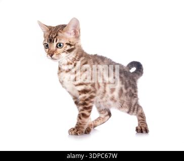 bengal cat in front of white background Stock Photo