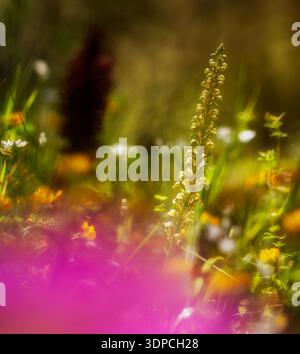 Portrait of Lady orchid (Orchis purpurea) growing in the meadow Muros, SS, Sardegna. italy Stock Photo