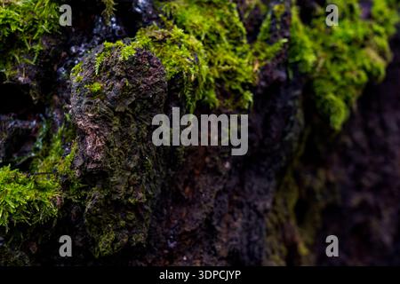 Moss covers tree bark in a forest. The sunlight shines on the green moss, highlighting the texture of the bark. Stock Photo