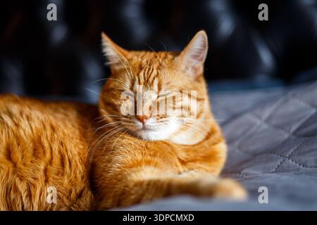 A ginger cat lays on the bed and sleeps with closed eyes and pulling out the front paws. Shallow focus and black blurred background. Stock Photo