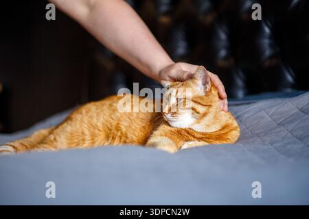 Happy ginger cat loves being stroked by man's hand under chin. Lying relaxed on bed and smiling Stock Photo