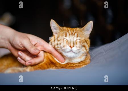 A portrait of an adorable young domestic ginger tabby cat sat at home on the back of a black sofa against and stroked by its owner Stock Photo