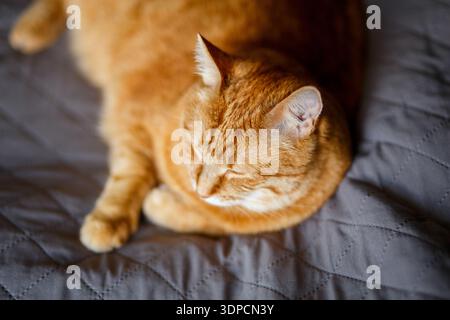 A ginger cat lays on the bed and sleeps with closed eyes and pulling out the front paws. Shallow focus and black blurred background. Stock Photo