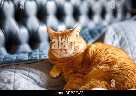 A ginger cat lays on the bed and sleeps with closed eyes and pulling out the front paws. Shallow focus and black blurred background. Stock Photo