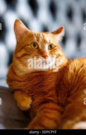 Portrait of Playful Ginger Cat Raising up Paw and Looking on Black Background Stock Photo