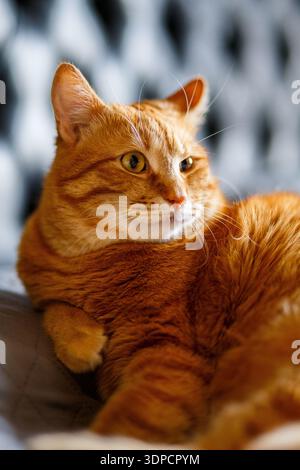 Portrait of Playful Ginger Cat Raising up Paw and Looking on Black Background Stock Photo