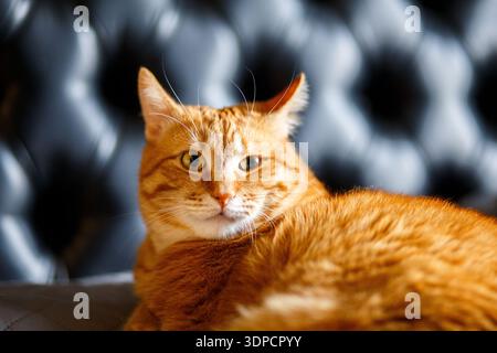 red cat looks away with interest and laying on black bed in home and relax, sleeping. ginger fat domestic kitten well-fed Stock Photo