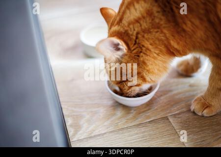 Cute ginger cat drinking milk from white bowl. Fluffy thirsty pet on wooden floor Stock Photo