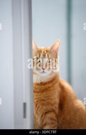 The purebred ginger cat peeks out from behind the door in the room. Copy space. Red kitten on sunny kitchen Stock Photo